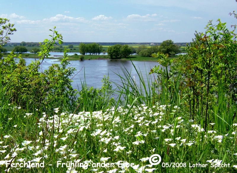 2008_07_05-Ferchland-Elbe-Fruehling-web.jpg