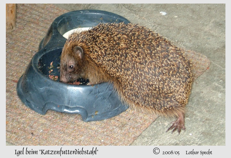 2008_09_01-Igel_beim_Katzenfutter-2008_08_16-web.jpg