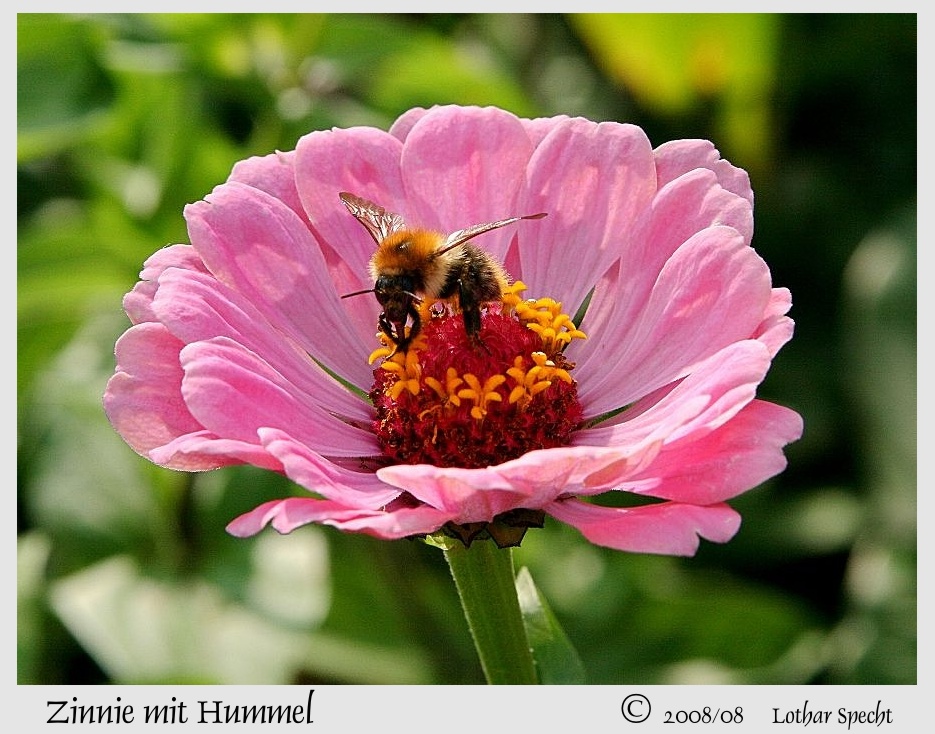 2008_09_14-Blume-Hummel-2008_08_25-web.jpg