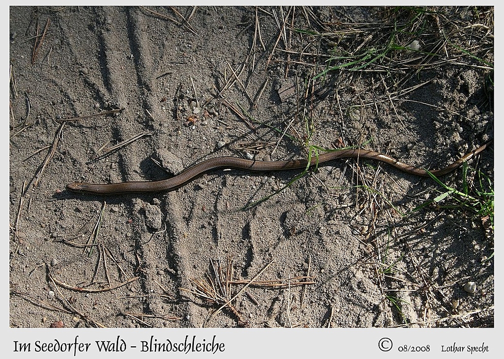 2008_11_29-Seedorfer_Wald-Blindschleiche-2008_08_31-001-web.JPG