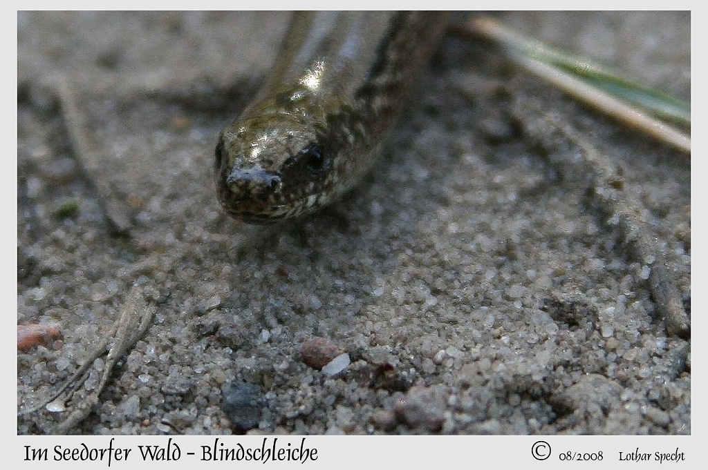 2008_11_29-Seedorfer_Wald-Blindschleiche-2008_08_31-002-web.JPG