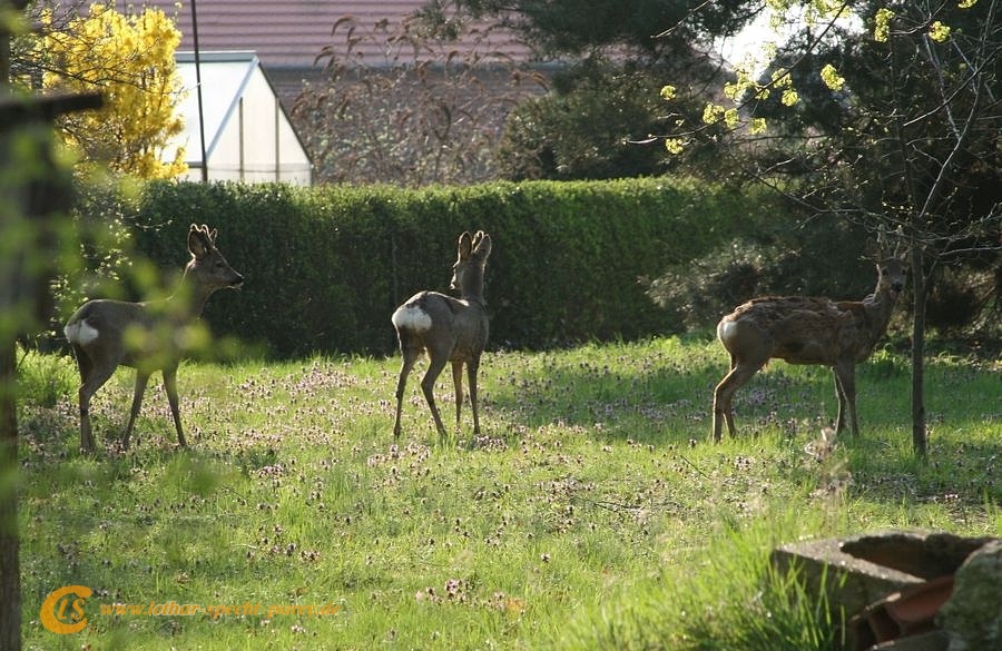 2009_04_11-Parey-Rehe_im_Garten-001-web.JPG