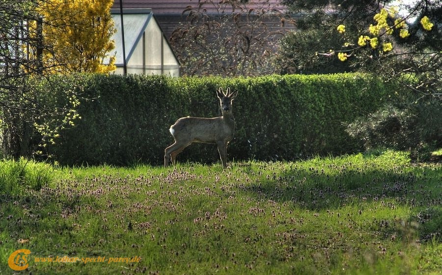 2009_04_11-Parey-Rehe_im_Garten-0030-web.jpg