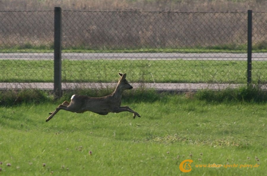 2009_04_11-Parey-Rehe_im_Garten-005-web.JPG