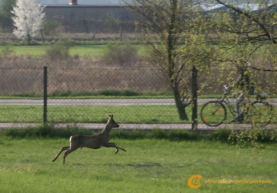 2009_04_11-Parey-Rehe_im_Garten-006-web.JPG