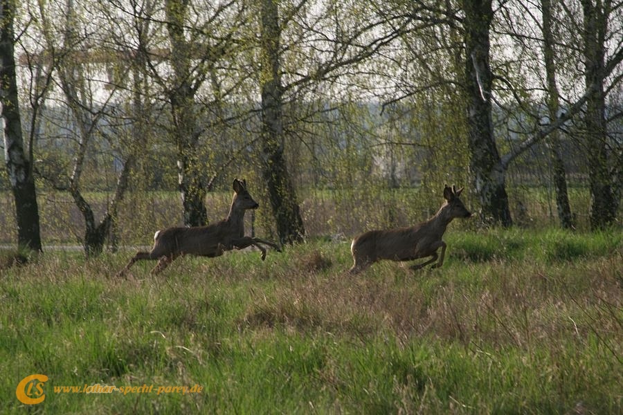 2009_04_11-Parey-Rehe_im_Garten-008-web.JPG