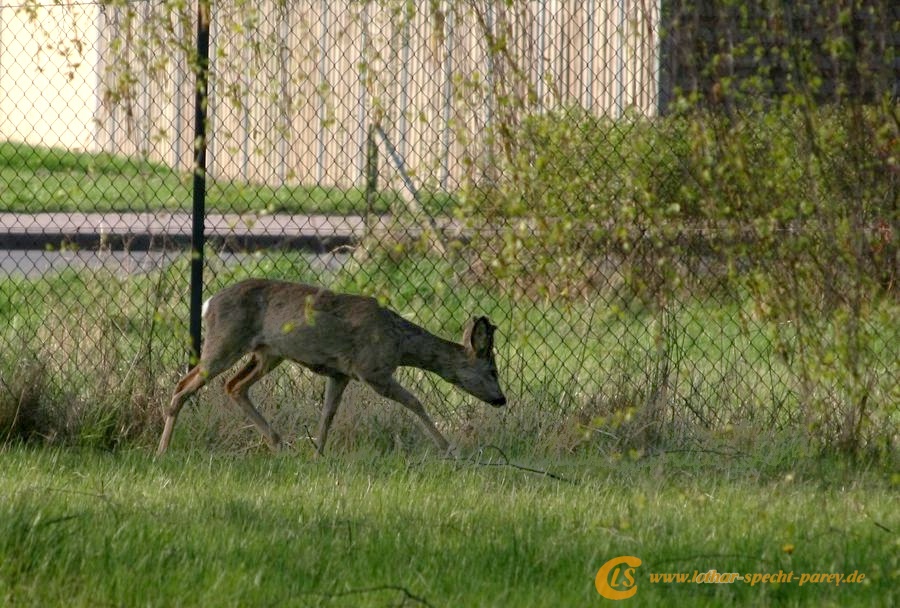 2009_04_11-Parey-Rehe_im_Garten-009-web.JPG