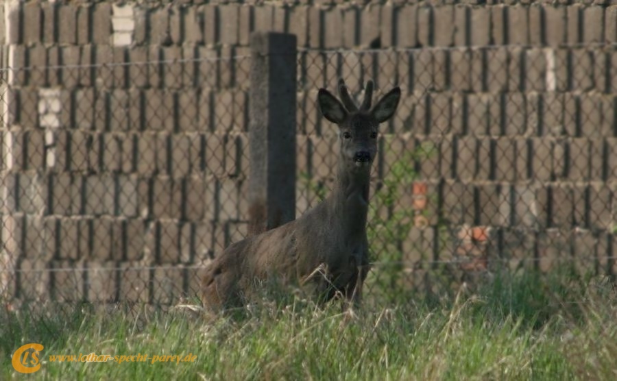 2009_04_11-Parey-Rehe_im_Garten-010-web.JPG