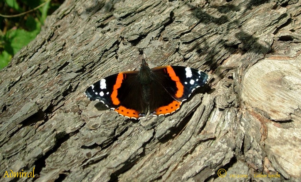 2009_10_17-Schmetterling-Admiral-2009_09_24-002-web.JPG