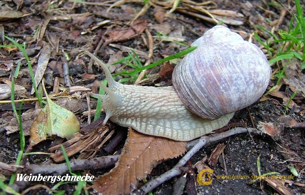 2010_05_13-Weinbergschnecke-2009_07_10-web.JPG