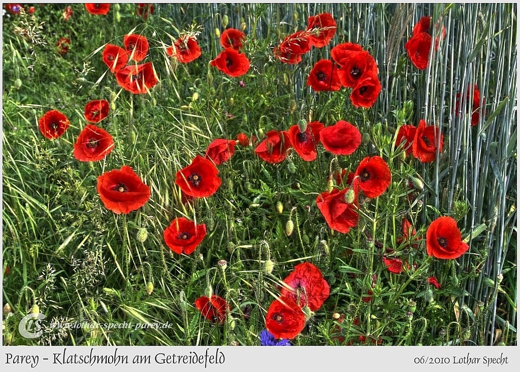 2010_06_25-001-Parey-Klatschmohn-2010_06_11.jpg