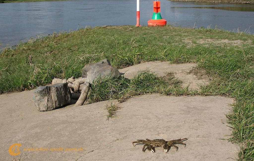 2010_10_07-Parey-Elbe-Wollhandkrabbe-003.jpg