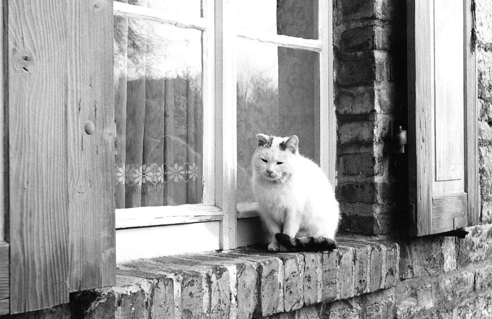 2013_07_02-Gatersleben-Katze_im_Fenster-um1974.jpg