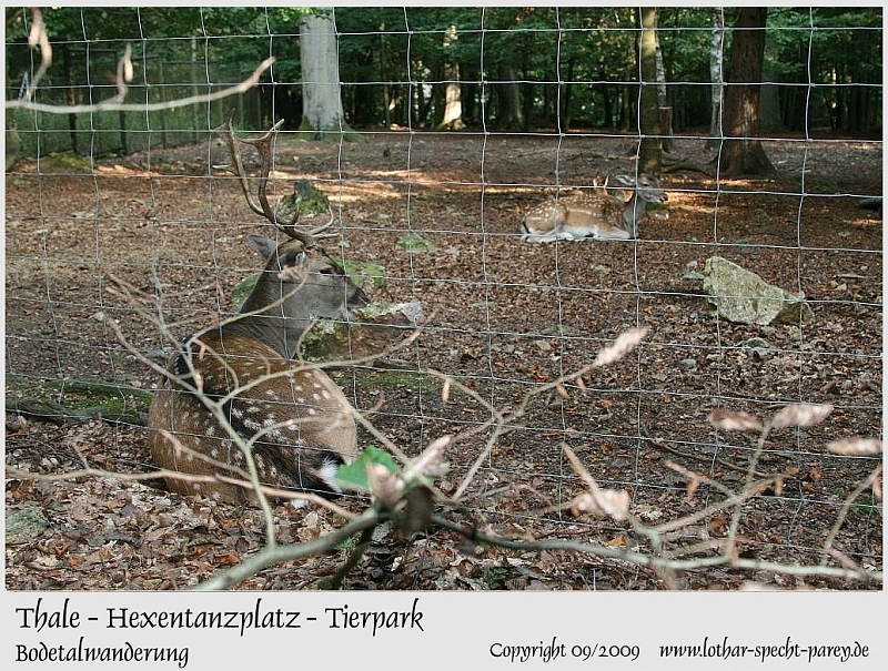 Harz-Bodetal-007-September_2009-Hexentanzplatz-Tierpark.JPG