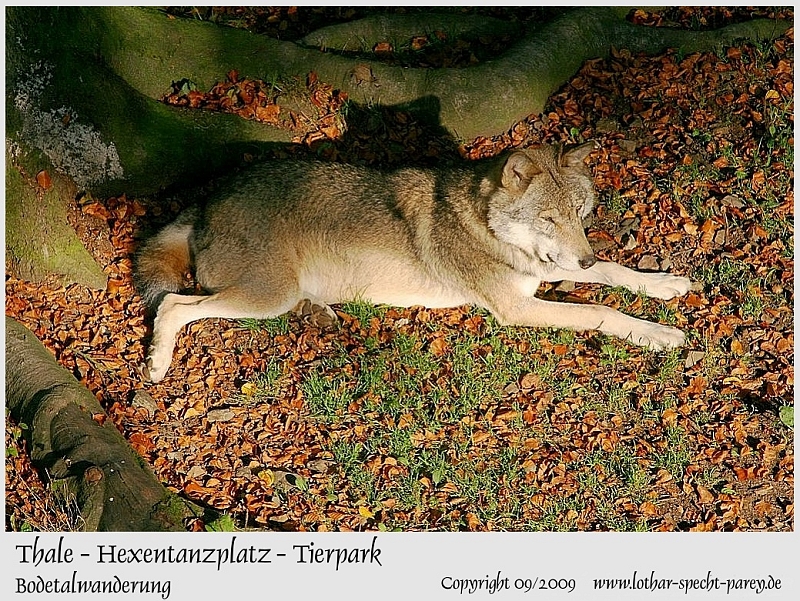 Harz-Bodetal-008-September_2009-Hexentanzplatz-Tierpark.jpg