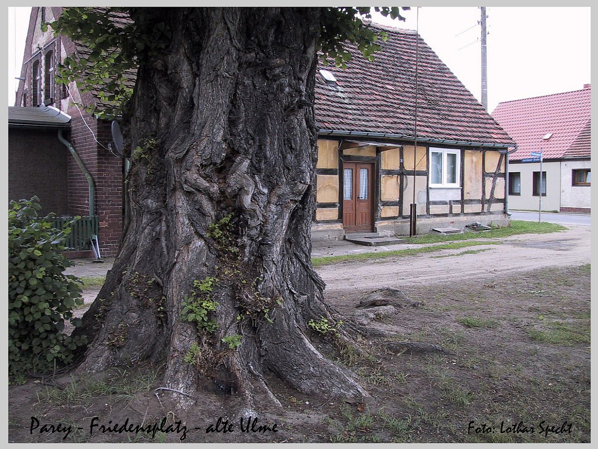 Parey-Friedensplatz-alte_Ulme-011.jpg