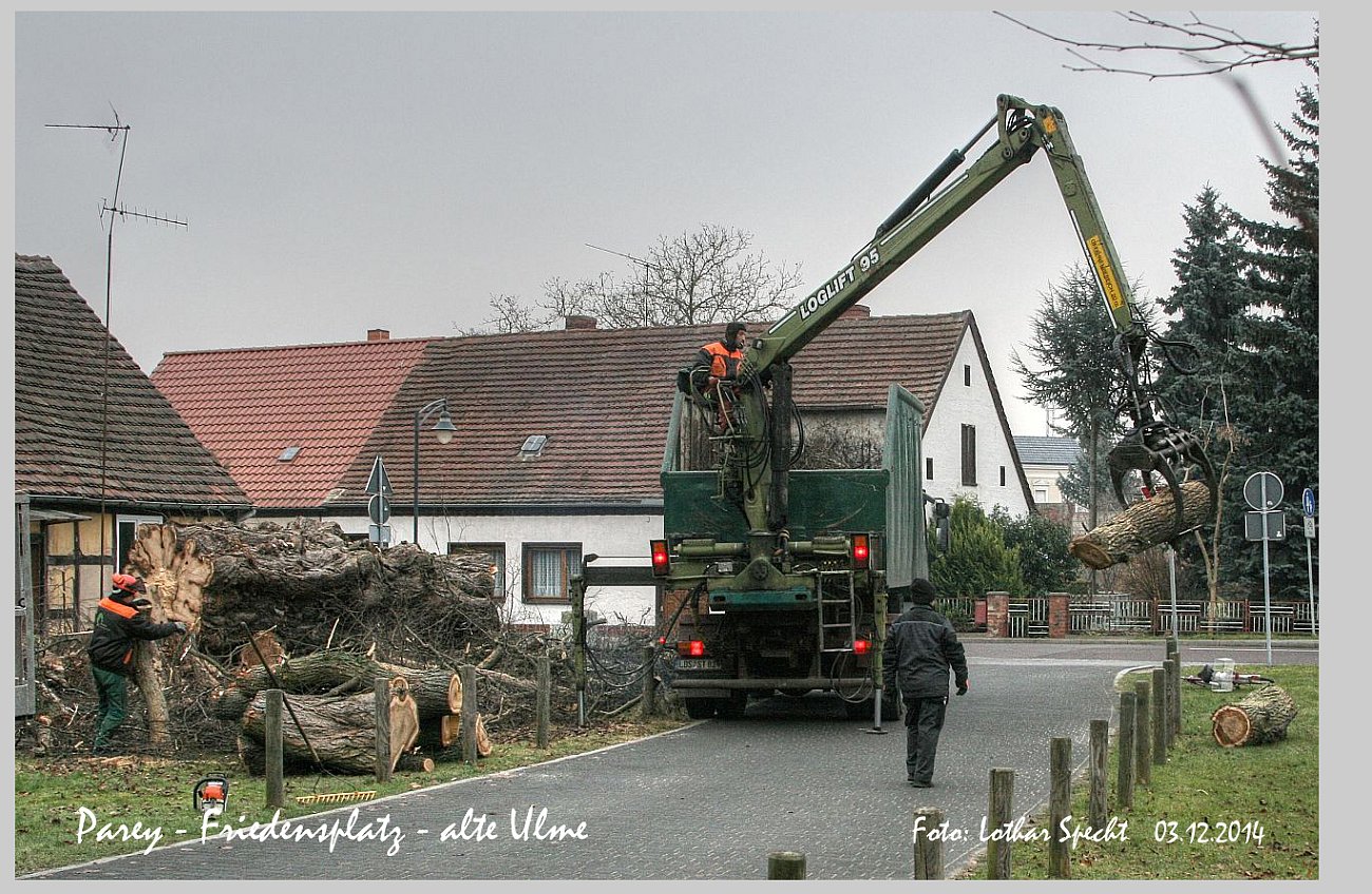 Parey-Friedensplatz-alte_Ulme-018.jpg