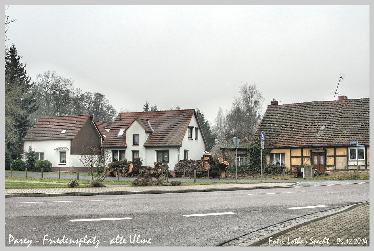 Parey-Friedensplatz-alte_Ulme-024.jpg