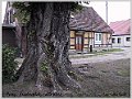 Parey-Friedensplatz-alte_Ulme-011
