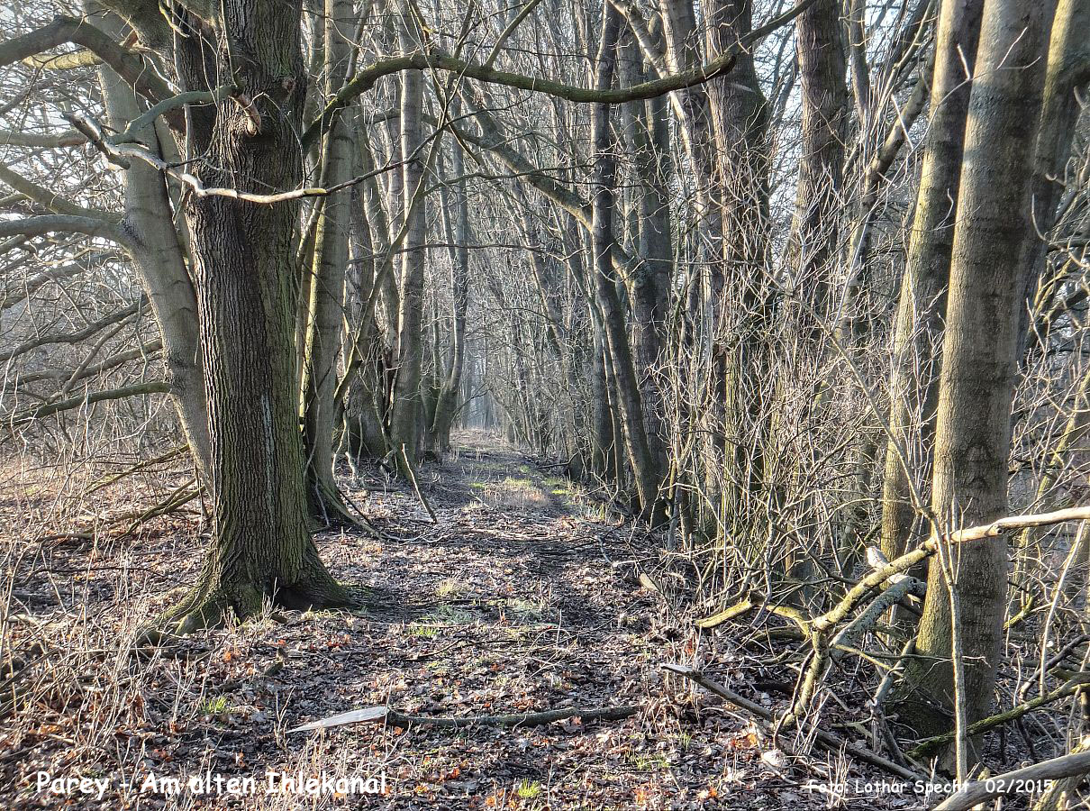 06-Parey-Am_alten_Ihlekanal-2015_02_14-005.jpg