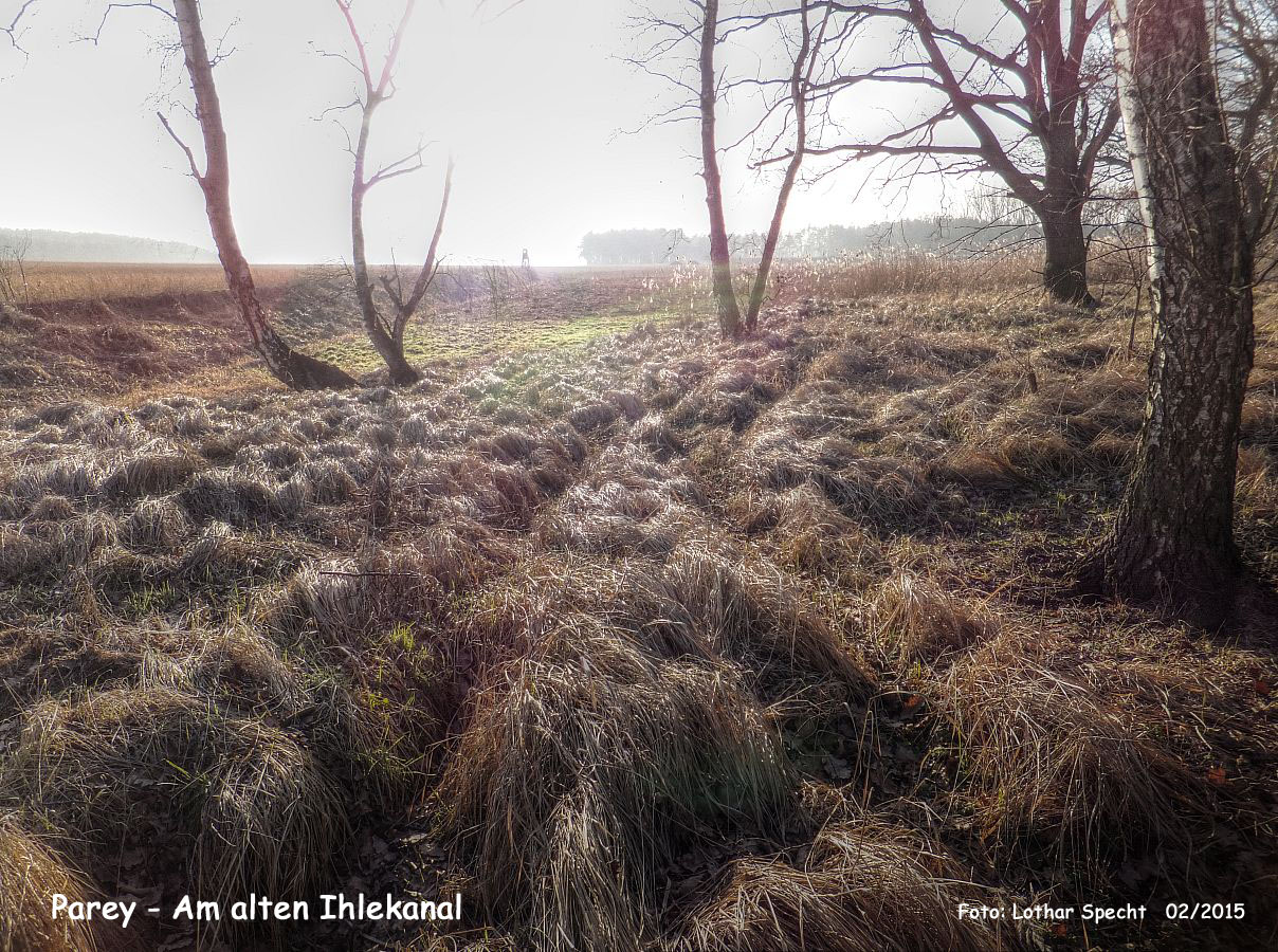 08-Parey-Am_alten_Ihlekanal-2015_02_14-001.jpg