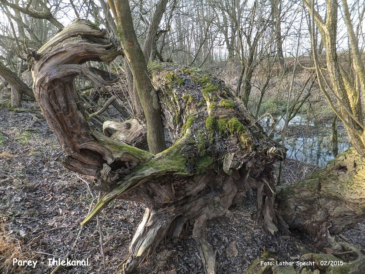 11-Parey-Am_alten_Ihlekanal-2015_02_16-006.jpg