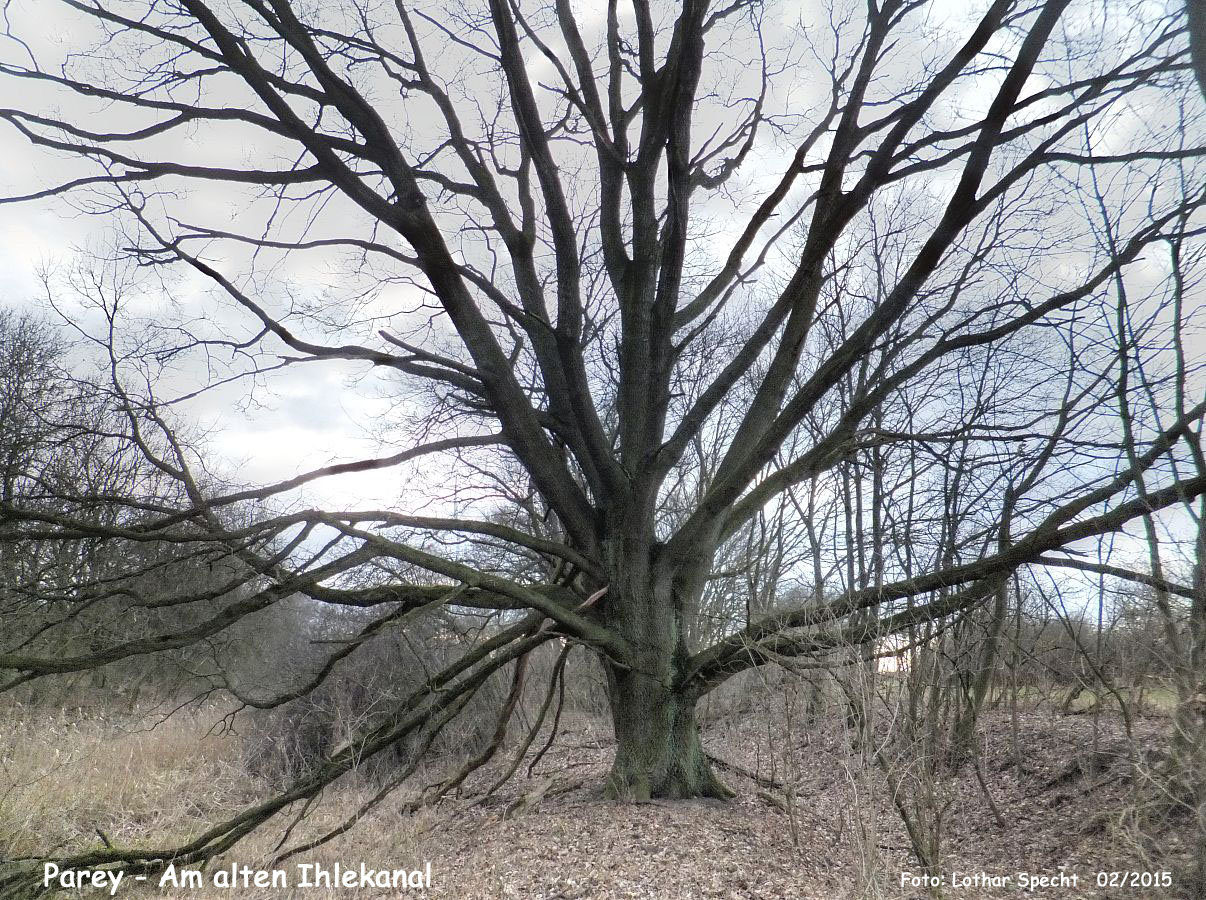 34-Parey-Am_alten_Ihlekanal-2015_02_24-011.jpg