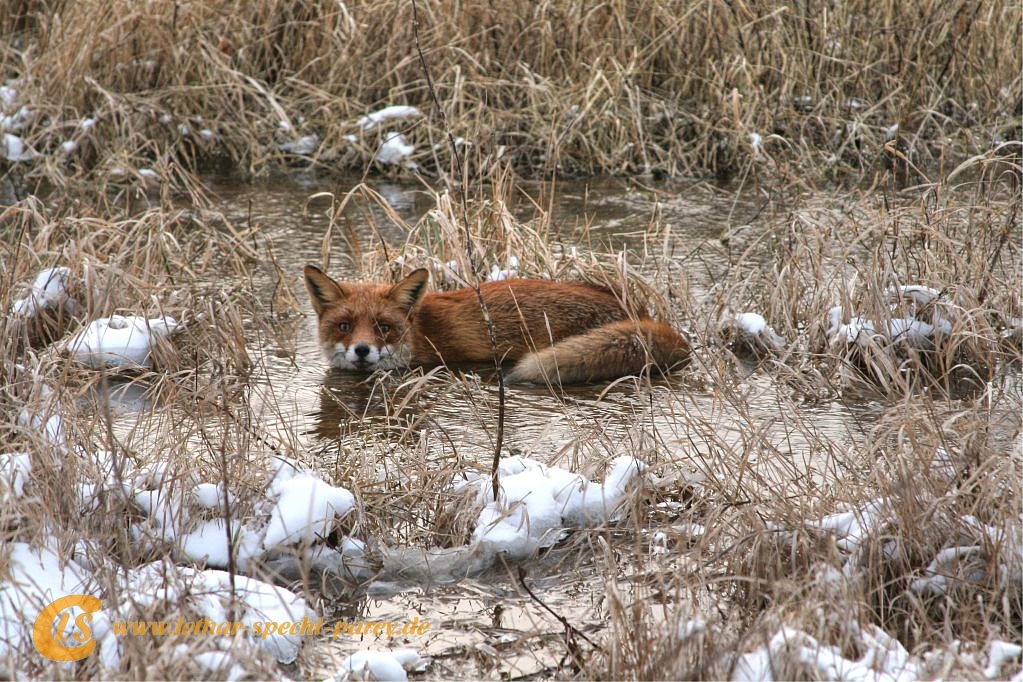 Elbe--Hochwasser-Fuchs-2012_01-29-027.jpg