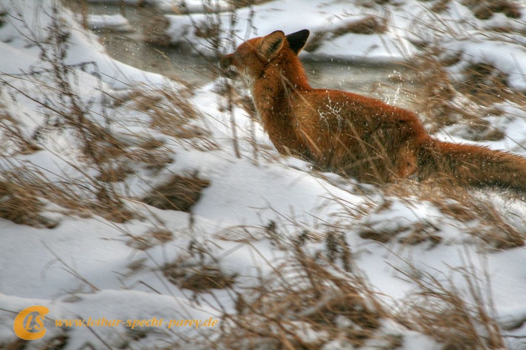 Elbe--Hochwasser-Fuchs-2012_01-29-028.jpg