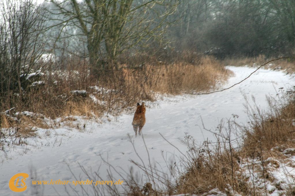 Elbe--Hochwasser-Fuchs-2012_01-29-029.jpg
