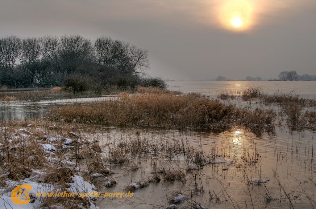 Elbe--Hochwasser-Fuchs-2012_01-29-030.jpg