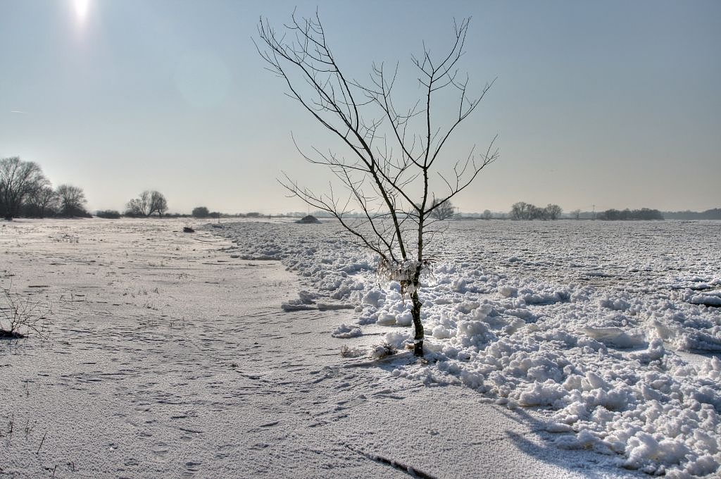 2012_02_06-Parey-Elbe-Eisformen_nach_Winterhochwasser-014.jpg