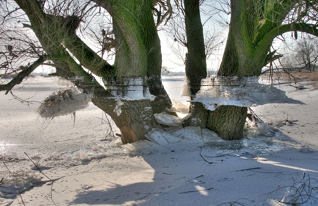 2012_02_08-Parey-Elbe-Eisformen_nach_Winterhochwasser--018.jpg
