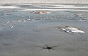 2012_02_01-Parey-Elbe-Eis_nach_Winterhochwasser-017