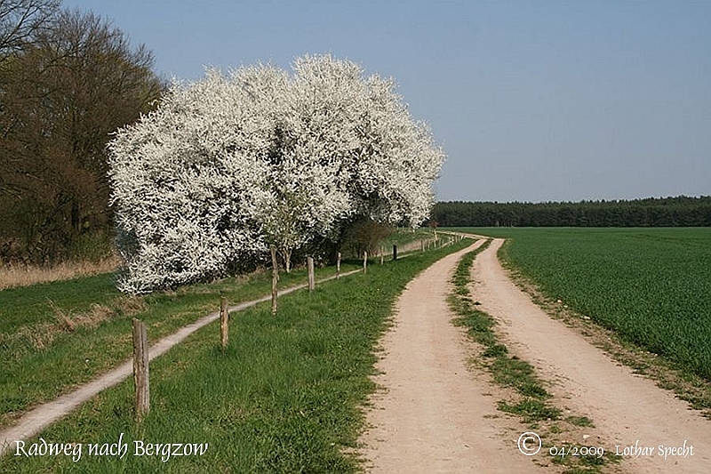 01200-Bergzow-Radweg-Pflaumenbüsche-2009_04_10-002.JPG