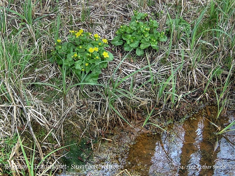 01400-Bergzow-Graben-Sumpfdotterblume-2011_04_08.jpg