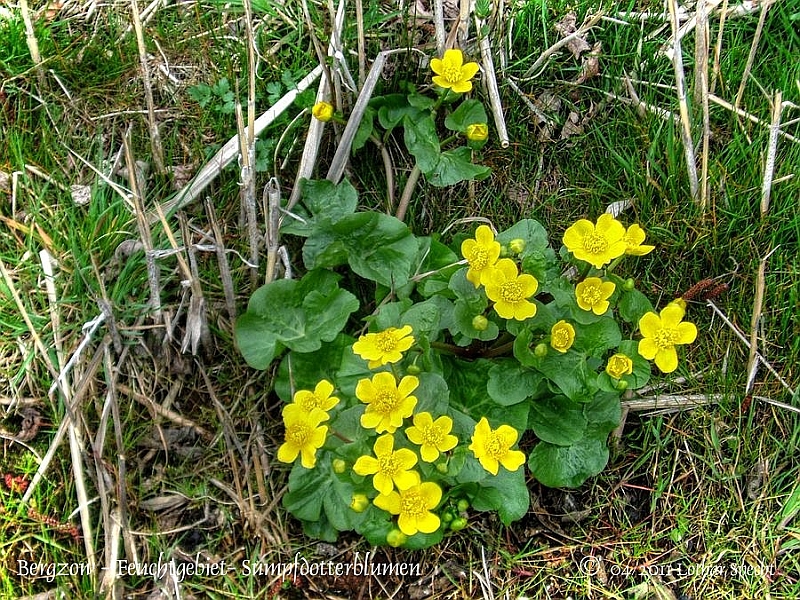 01500-Bergzow-Graben-Sumpfdotterblume-2011_04_08.jpg