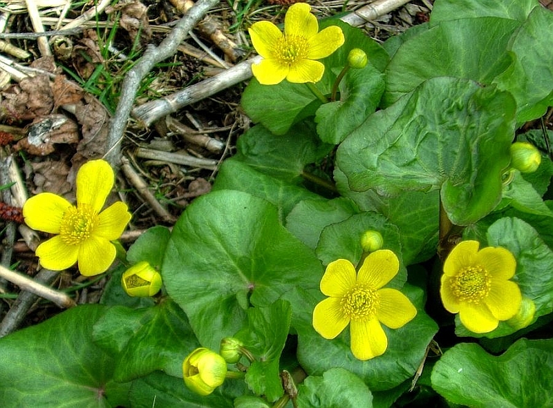 01600-Bergzow-Graben-Sumpfdotterblume-2011_04_08.jpg