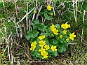 01500-Bergzow-Graben-Sumpfdotterblume-2011_04_08