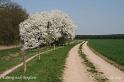 1200-Bergzow-Radweg-Pflaumenbüsche-2009_04_10-002
