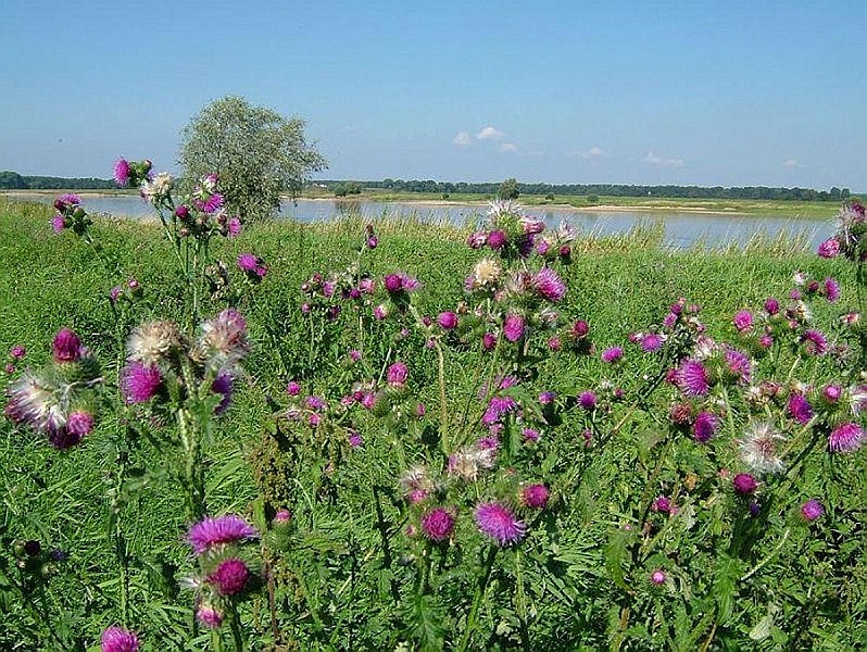 Elbaue-Landschaft-Disteln-2004_09_02.jpg
