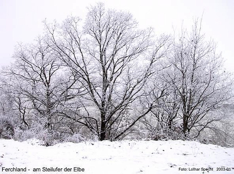 Ferchland-Steilufer-Raureif-2003_01_10-k.jpg