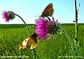 Elbaue-Distel-Schmetterlinge-2004-09-001