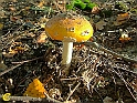 Plauer_See-Altweibersommer-2001-036-Pilz