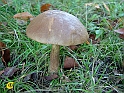Plauer_See-Altweibersommer-2001-038-Pilz
