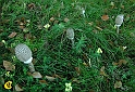 Plauer_See-Altweibersommer-2001-039-Schirmpilz