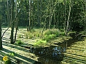 Plauer_See-Altweibersommer-2001-045-Bach_im_Sumpfwald