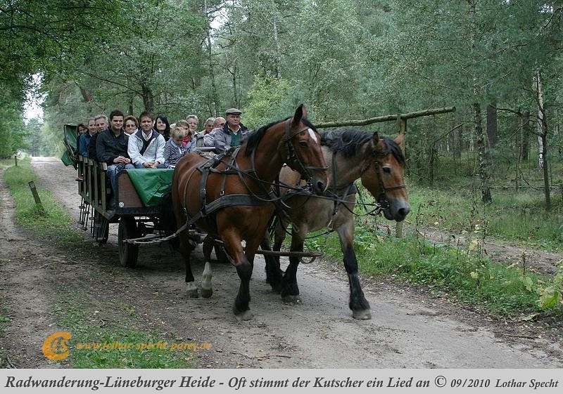 019-Lueneburger_Heide-2010_09_11.jpg