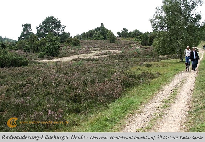 020-Lueneburger_Heide-2010_09_11.jpg