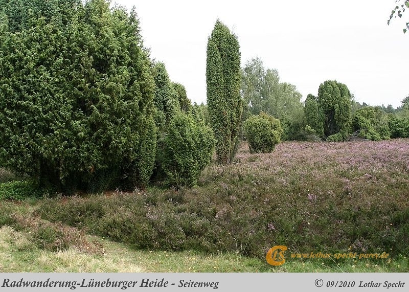 027-Lueneburger_Heide-2010_09_11.jpg